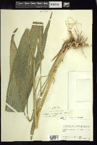 Setaria paniculifera image