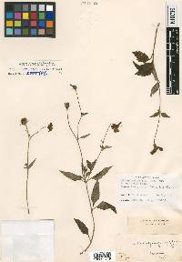 Bidens aequisquama image