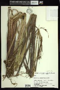 Carex donnell-smithii image