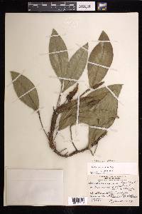 Anthurium obtusum image