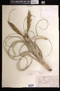 Tillandsia xerographica image