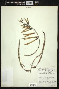 Erythrina lanata image