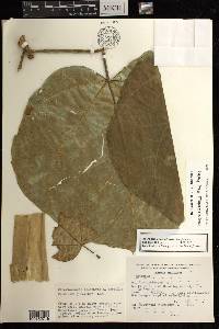 Jatropha chamelensis image