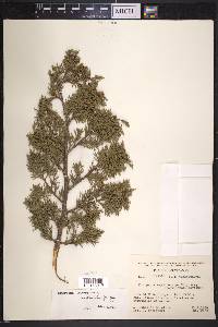 Juniperus monosperma image