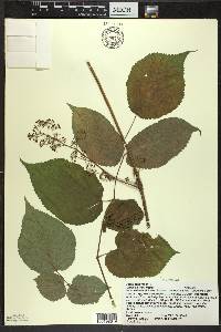 Aralia racemosa image