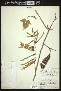 Erythrina lanata subsp. occidentalis image