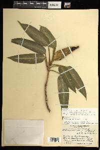 Philodendron schottii subsp. talamancae image