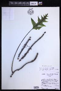 Microsorum grossum image