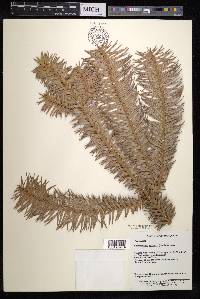Cunninghamia lanceolata image
