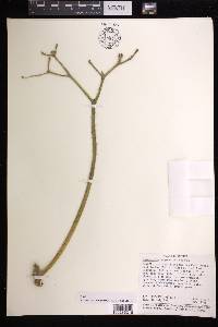 Cnidoscolus megacanthus image