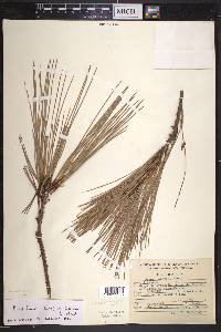 Pinus lawsonii image