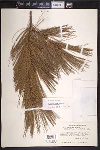 Pinus ayacahuite image