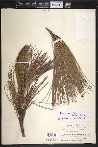 Pinus lawsonii image