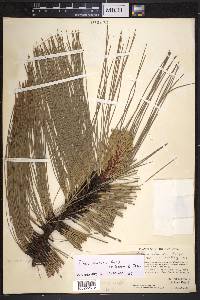 Pinus lawsonii image