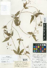 Cyclanthera heiseri image