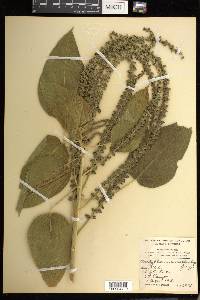 Acalypha macrostachya image