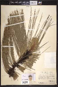 Pinus lawsonii image