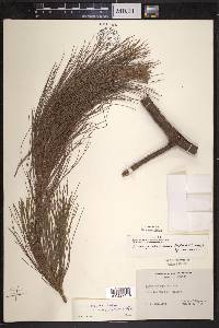 Pinus praetermissa image