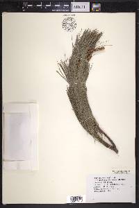 Pinus maximartinezii image