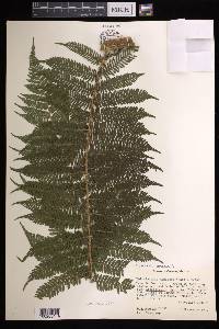 Cyathea godmanii image