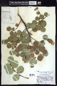 Phyllanthus chryseus image