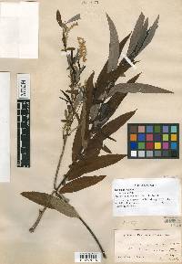 Salix nigra var. wardii image