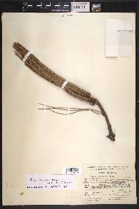 Pinus lawsonii image