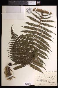 Cyathea bicrenata image