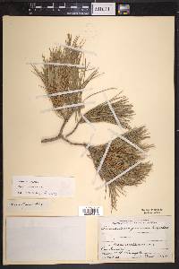 Pinus pinceana image