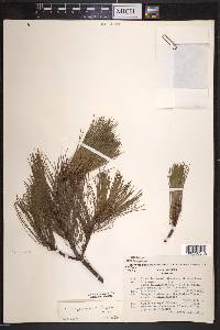 Pinus rzedowskii image