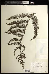 Athyrium microphyllum image