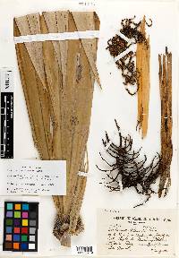 Coccothrinax alexandri image