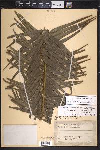 Zamia soconuscensis image