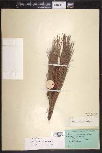 Pinus lawsonii image