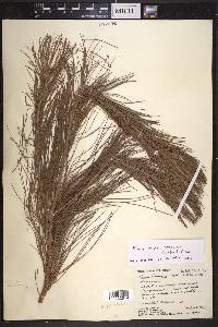 Pinus lawsonii image