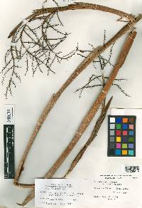 Coccothrinax clarensis image