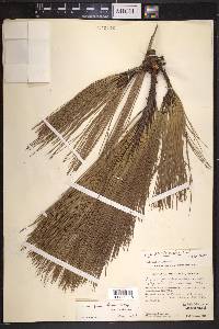 Pinus pseudostrobus image
