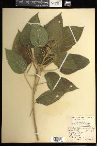 Acalypha macrostachya image