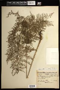 Athyrium microphyllum image