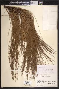 Pinus pseudostrobus image
