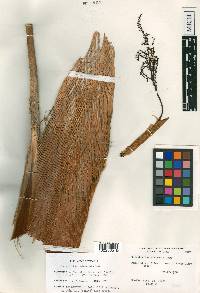Coccothrinax clarensis image