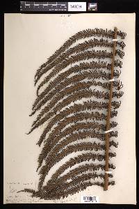 Cyathea pubescens image