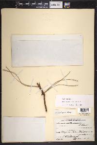 Pinus lawsonii image