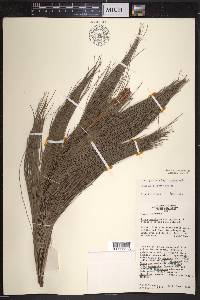 Pinus tecunumanii image