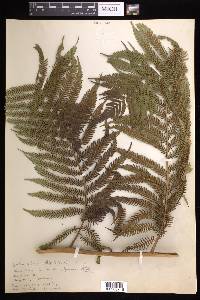 Cyathea arborea image