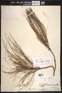 Pinus pseudostrobus image