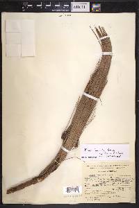 Pinus lawsonii image