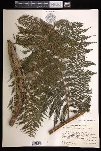 Cyathea godmanii image