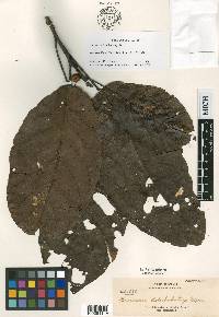 Baccaurea dolichobotrys image