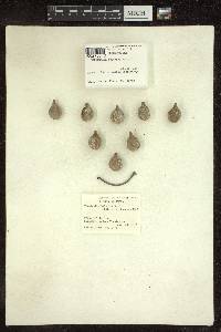 Terminalia bellirica image